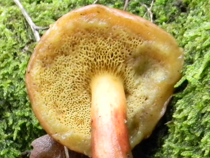 Fotografato il 30.11.2010.bosco di Quercia